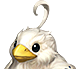 hawk